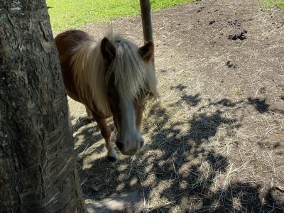2407-tirol-rundweg-leutasch-pony.jpg