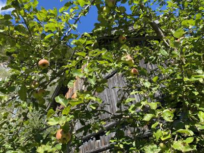 2413-tirol-rundweg-leutasch-apfelbaum.jpg