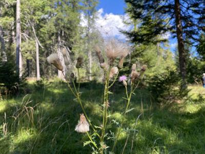 2419-tirol-rundweg-leutasch-pflanze.jpg