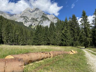 2430-tirol-rundweg-leutasch-holzstamm.jpg