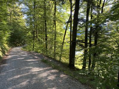 2568-ganz-tirol-forstweg-saloberalm.jpg