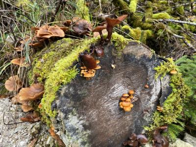 2792-ganz-tirol-huettlebachklamm-naturerlebnis.jpg