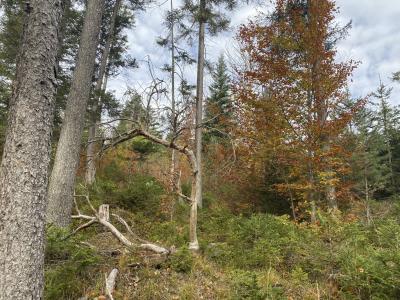2815-ganz-tirol-huettlebachklamm-rundweg.jpg