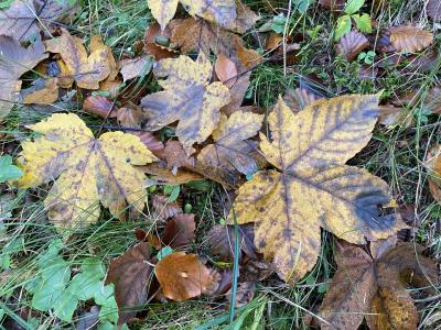 2819-ganz-tirol-huettlebachklamm-herbstblaetter.jpg
