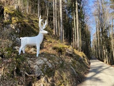 8251-ganz-tirol-fahrweg-burgruine-falkenstein-pfronten.jpg