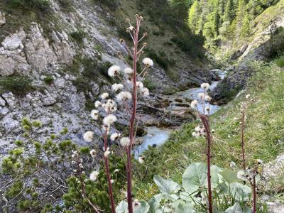 ganz-tirol-1401-scharnitz-gleirschklamm.jpg
