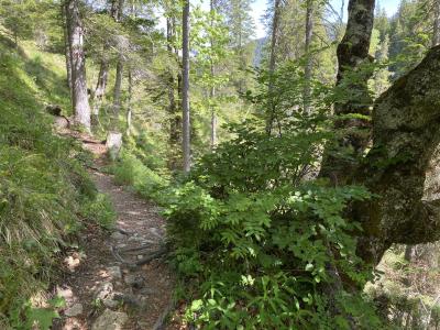 ganz-tirol-1422-scharnitz-waldweg-klamm.jpg