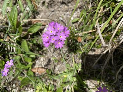 ganz-tirol-1429-blumen.jpg