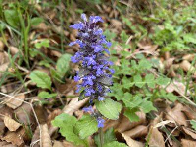 ganz-tirol-1442-scharnitz-blume.jpg