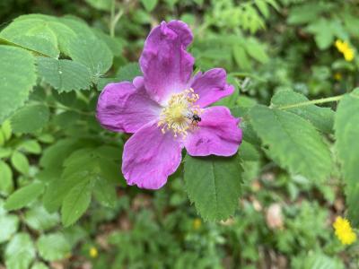ganz-tirol-1456-blume.jpg