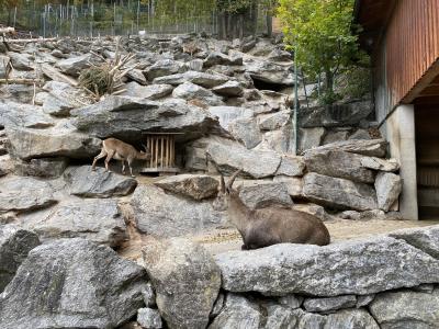 ganz-tirol-alpenzoo-innsbruck-steinbock-gehege-7361.jpg