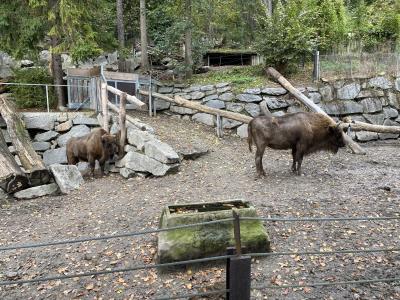 ganz-tirol-alpenzoo-innsbruck-wisent-bison-gehege-7357.jpg